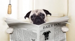 Dog hlarrha: čo robiť?